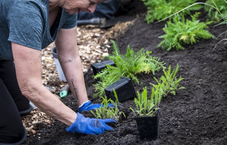Activité de plantation