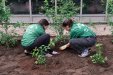 Activité de plantation