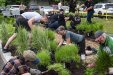 Activité de plantation