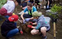 Activité de plantation