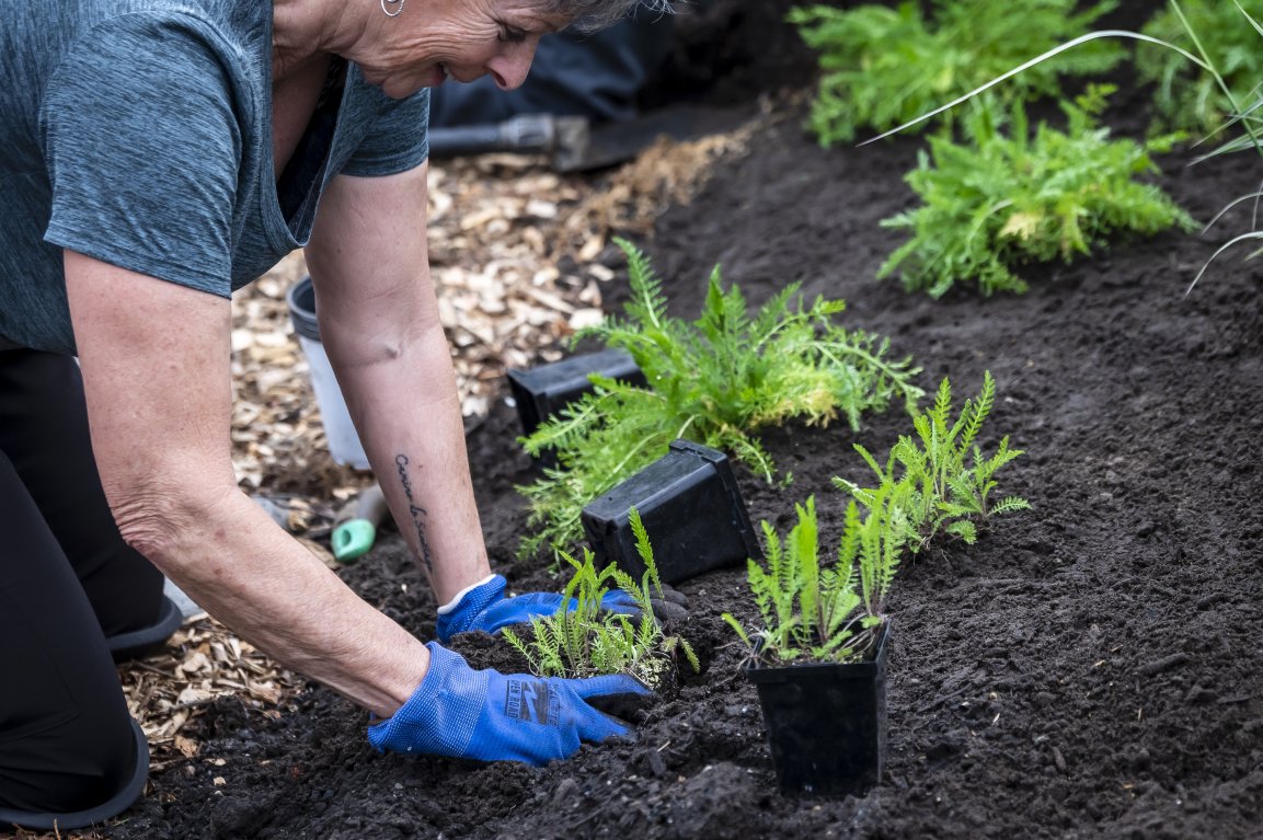 Activité de plantation